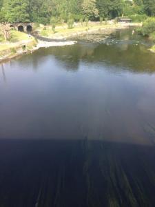 la Semois à Vresse (3)