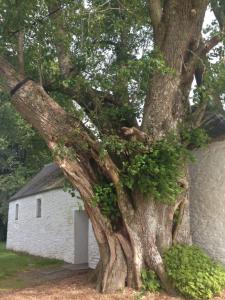 l'arbre multicentenaire entourant la chapelle